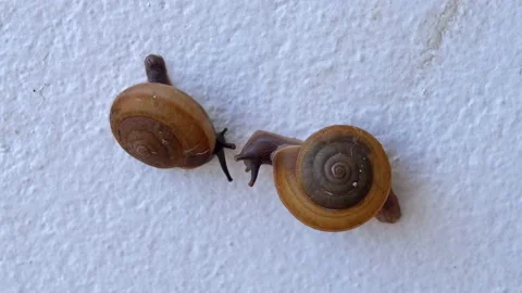 Two snails on the white wall Stock Footage 141501223