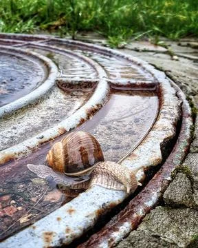 Two snails on the wooden stick.two snails in the puddle Stock Photos