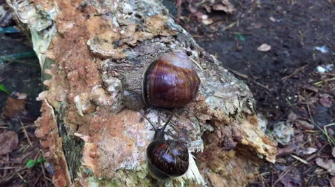 Two snails in the woods Stock Footage 66418711