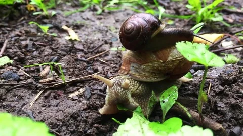Two snails in woods Stock Footage 77001696