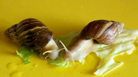 Two snails on a yellow background eat leaves Stock Footage 133482516
