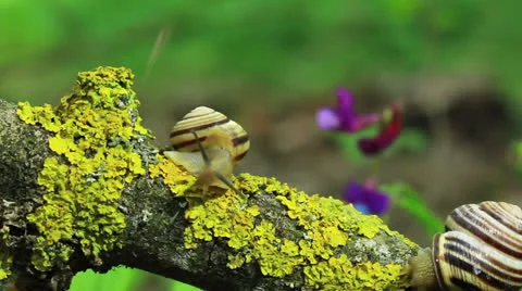 Two snails on a yellow branch. Close up. Time lapse Video stock 23266215