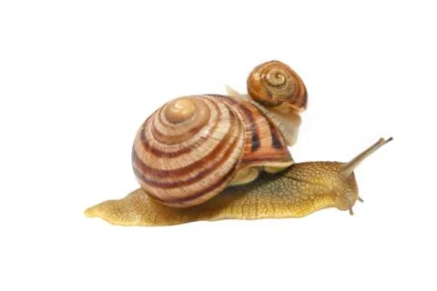 Two snails.isolated. Stock Photos