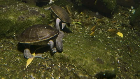 Two snake neck turtels Stock Footage 211189584
