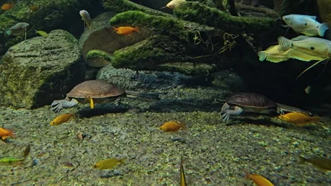 Two snake neck turtles swimming behind each other  Stock Footage 261390677