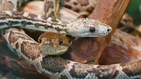 Two snakes crawl along lying dry tree, stick out tongue Stock Footage 221428909