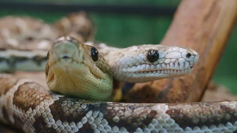 Two snakes crawl along lying dry tree, stick out tongue Stock Footage 255793426