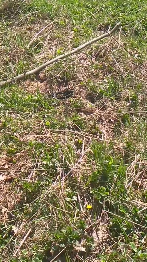 Two snakes Stock Footage 308019150