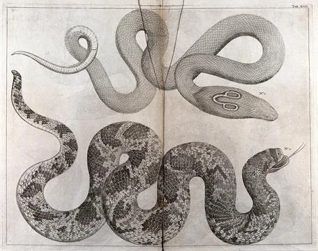 Two snakes, including an Indian Cobra (?), with 'spectacle' marking on its .. Stock Illustration