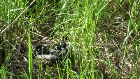 Two snakes lay in the grass by the water 4k Stock Footage 319037131