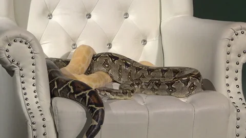 Two snakes lying on the chair 库存影片 106330227