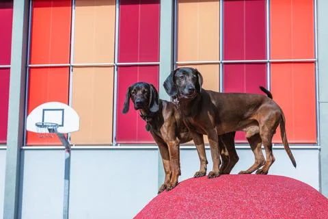 Two sniffer dogs posing Stock Photos