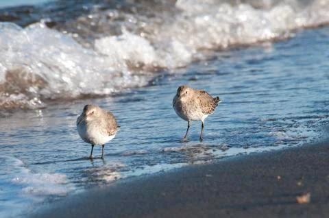 Two sniper at the beach Stock Photos