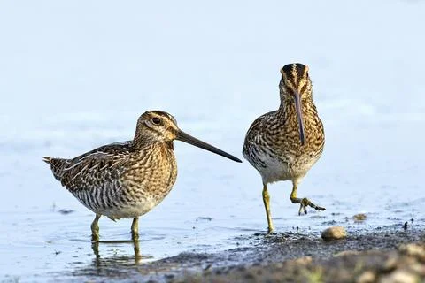 Two snipes walking up to the shore. Stock Photos