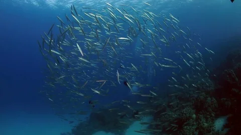 Two snorklers looking at school of barracuda fish, underwater shot, coral reef Stock Footage 82751777