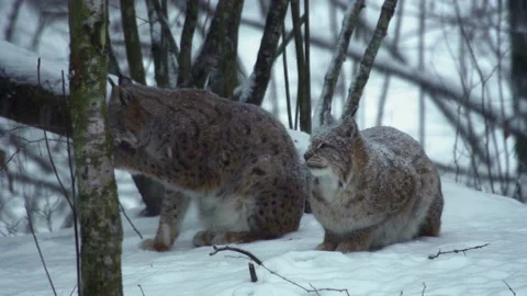 Two snow-covered Eurasian lynxes sit in the winter forest and lick their paws. Stock Footage 186600928