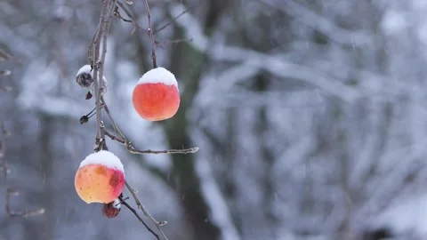 Two Snow Covered Red-Orange Apples Hanging on Tree Branch in Winter, 2025 Stock Footage 325217314