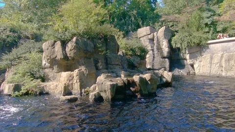 Two Snow monkeys in the Central Park Zoo in New York City, Manhattan, New Yor Stock Footage 95856907