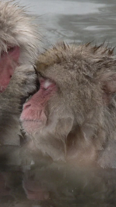 Two Snow Monkeys Grooming in Hot Spring Japan Vertical Video 스톡 동영상 345886186