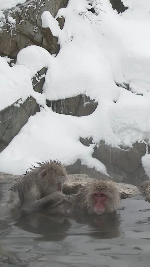Two Snow Monkeys in Hot Spring Below Snow Covered Rocks Vertical Video Stock-Footage 345890028