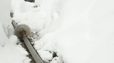 Two snow monkeys mating while keeping warm on an external hot water pipe, Japan. Video stock 11351996