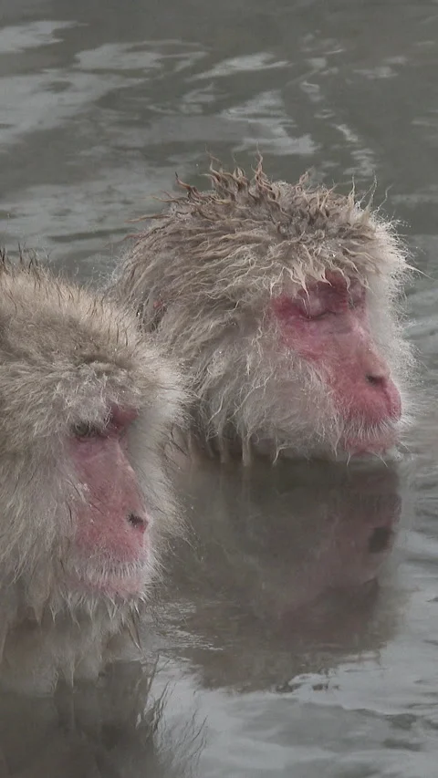 Two Snow Monkeys with Red Faces Soaking in Hot Spring Vertical Video 스톡 동영상 345887734