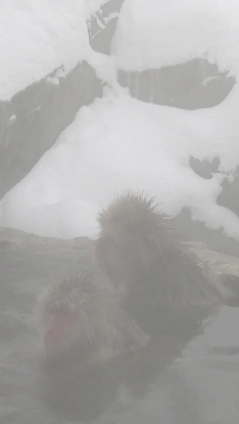 Two Snow Monkeys Soaking Below Snowy Cliff Vertical Video Vídeos de archivo 345890691