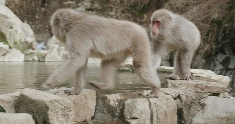 Two snow monkeys walking on onsen, hot spring, edge 库存影片 108178277