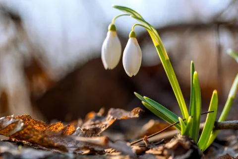 Two Snowdrop Flowers Stock Photos