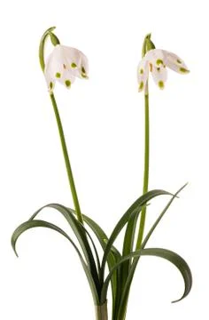 Two snowdrop flowers Stock Photos