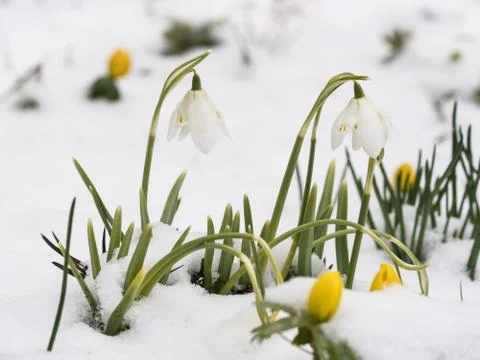 Two snowdrop flowers in snow Stock Photos