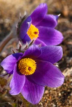 Two snowdrop vertical Foto stock