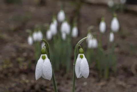 Two snowdrops blooming on a blurred background Stock Photos