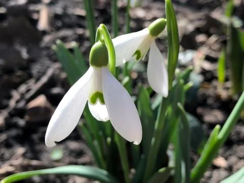 Two snowdrops close-up on a blurred background Stock Photos