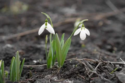 Two snowdrops in the garden close to each with blurry background Stock Photos