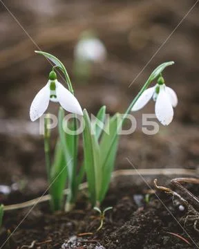 Two snowdrops in the garden close to each with soft focus Stock Photos