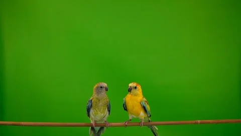 Two soaring parrots on a green screen. Slow motion Video stock 102027066