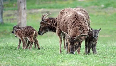 Two Soay ewes with three lambs Foto stock