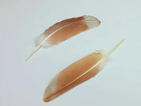 Two Soft Bird Feathers on White Background Stock Photos