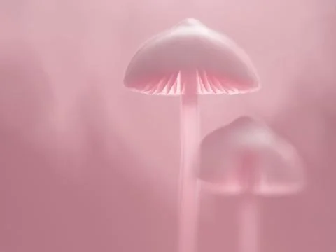 Two soft pink toadstools in a soft pink surrounding Stock Photos
