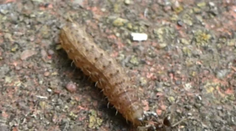 Two soldier ants attacking a moth caterpillar 6 of 10 Stock Footage 43432547