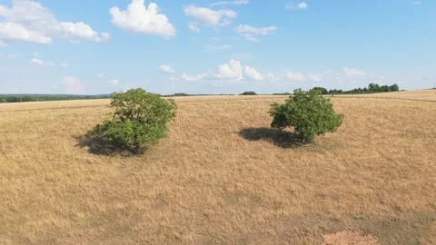 Two solitary green trees standing on a dry, golden grassy hill in the rural Stock Footage 346704438