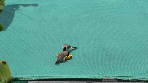 Two Sooty-headed Bulbul jumping. Stock Footage 245939165
