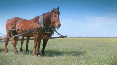 Two sorrel horses  Stock-Footage 448654