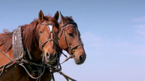 Two sorrel horses  Stock-Footage 448676