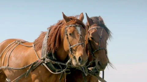 Two sorrel horses  Stock-Footage 448756