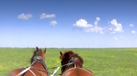Two sorrel horses Video stock 448974