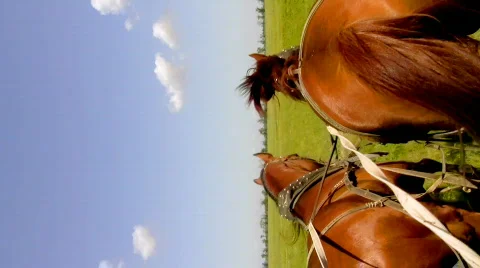 Two sorrel horses Stock-Footage 448991