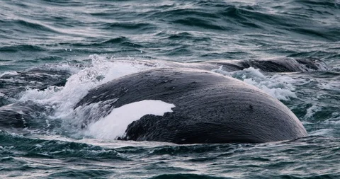 Two Southern Right whales mating off the Victorian coastline Australia. Stock Footage 87864211