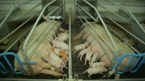 Two sows with piglets 動画素材 11018646